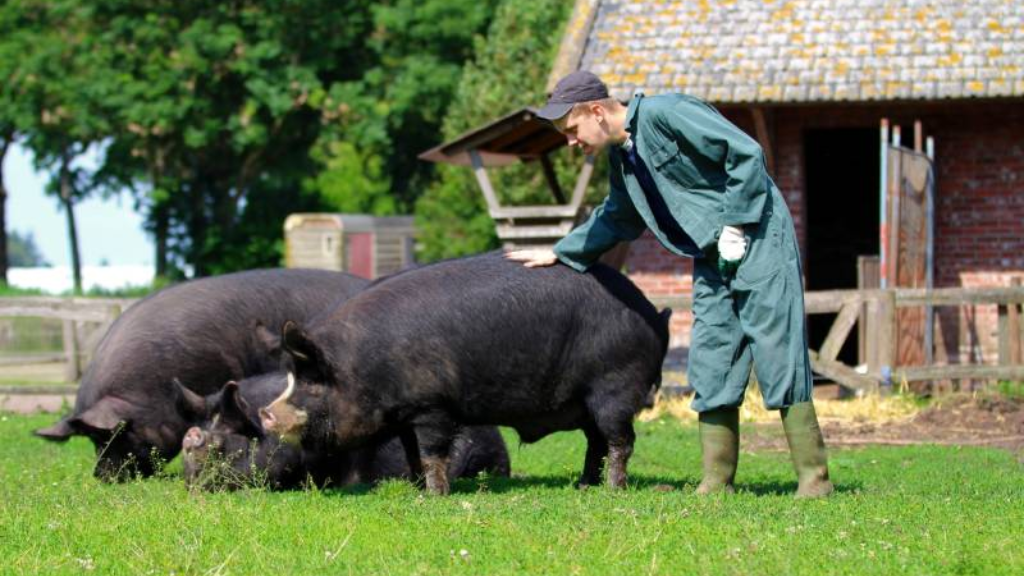 Hulpboer van De Ruige Velden aait de varkens